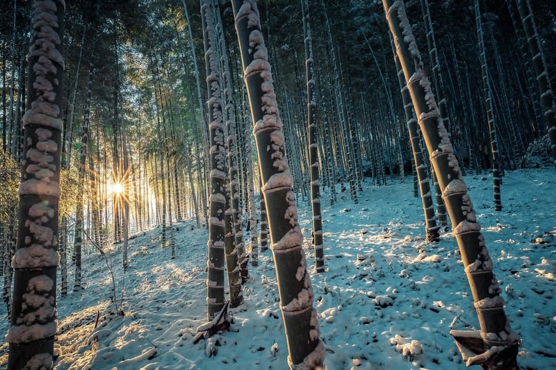 Tranquil Bamboo Forest