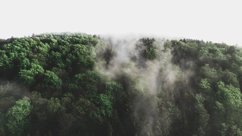 Magical Woodland Scene