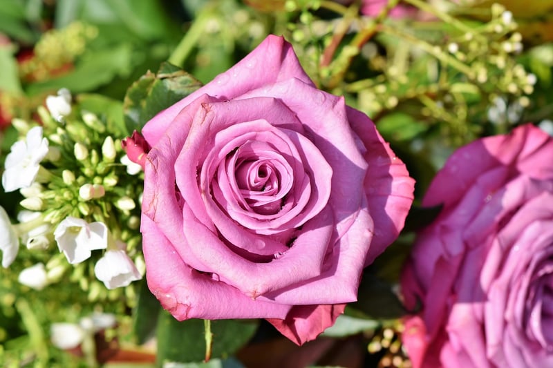 Secret Rose Garden
